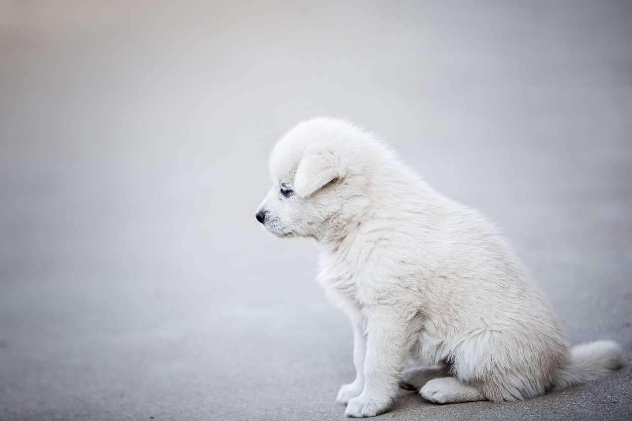 강아지디스크수술