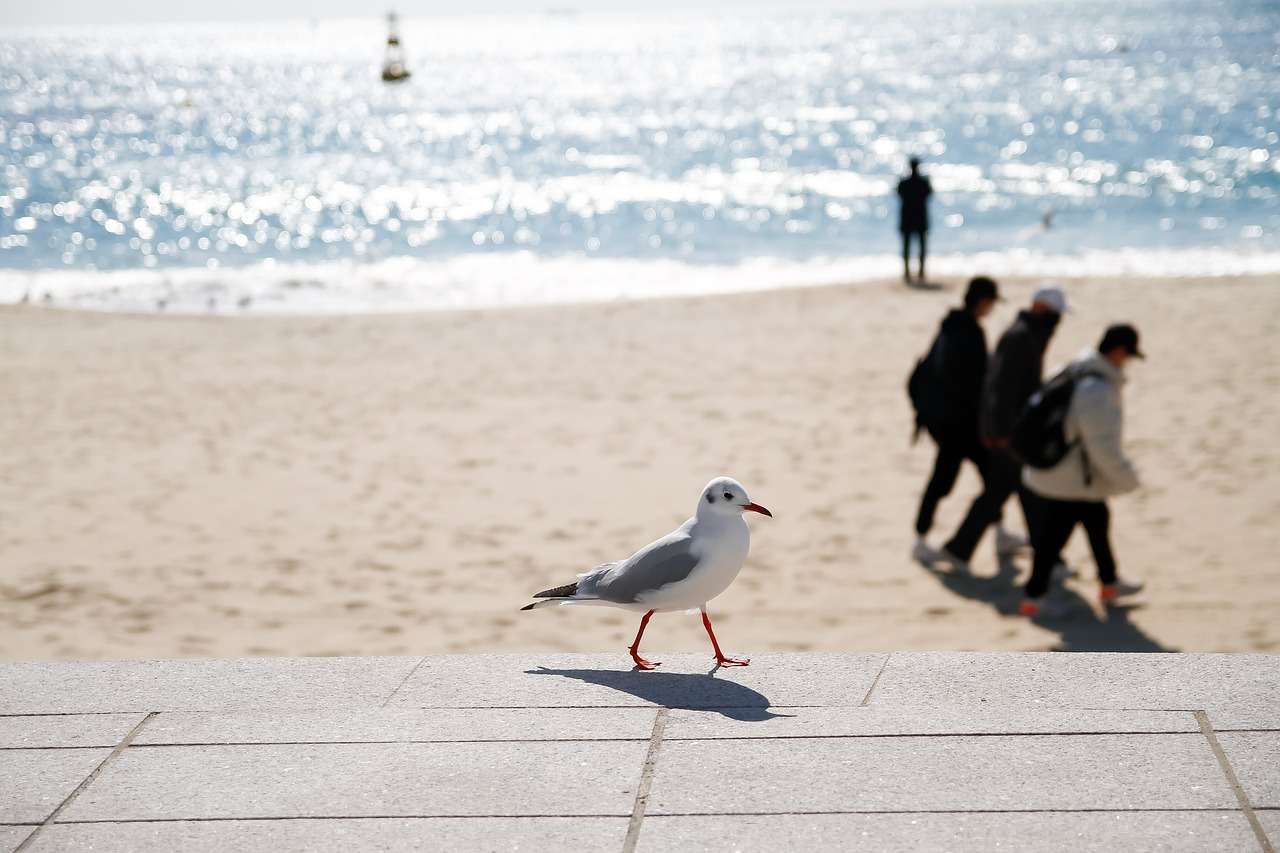 부산동물장례